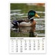 Multi-page calendar THE WORLD OF ANIMALS 2027 051919 Multi-page calendar THE WORLD OF ANIMALS 2027 051919