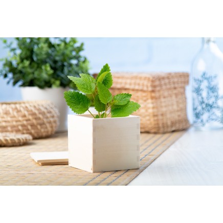 Merin mint herb pot - AP721179 Merin mint herb pot - AP721179