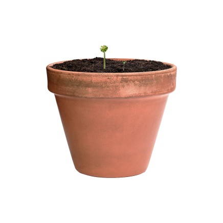 Mussox seed ball - AP722388