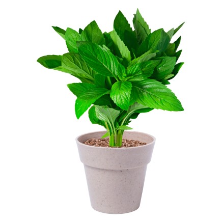 Nertel herb pot set - AP781236 Nertel herb pot set - AP781236