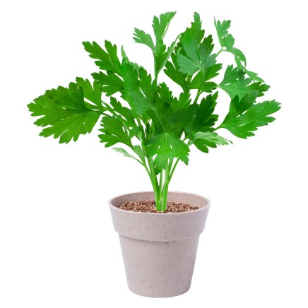 Nertel herb pot set - AP781236 Nertel herb pot set - AP781236