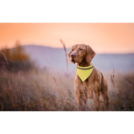 Bipols reflective dog's collar - AP781925-02